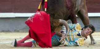 Lama de Góngora ha sido volteado sin consecuencias hoy en su presentación en Madrid. (FOTO: las-ventas.com)