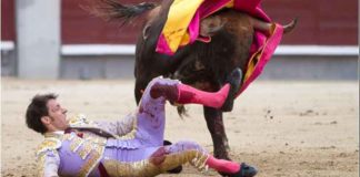La voltereta de Nazaré en Madrid. (FOTO: las-ventas.com)