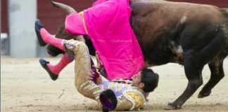 La voltereta de Nazaré esta tarde en Las Ventas que le ha provocado la grave lesión de ligamentos de la rodilla derecha. (FOTO: las-ventas.com)