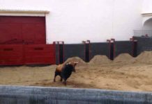 Corral de reconocimiento veterinario de la plaza de Sevilla.