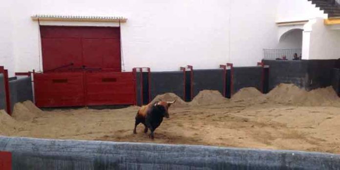 Corral de reconocimiento veterinario de la plaza de Sevilla.