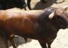 El primer toro de Torrestrella que se lidiará esta tarde de sábado de farolillos en la Maestranza.