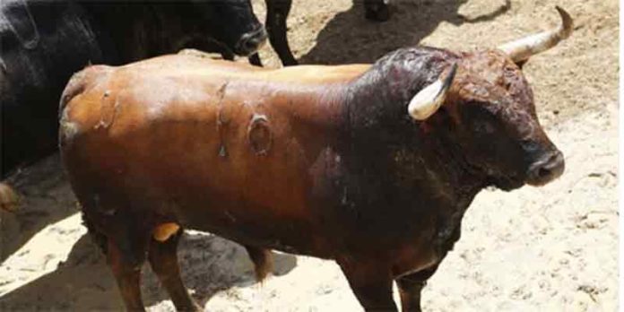 El primer toro de Torrestrella que se lidiará esta tarde de sábado de farolillos en la Maestranza.