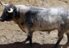 Toro de Juan Pedro Domecq que se lidiará esta tarde en Sevilla. (FOTO: lamaestranza.es)