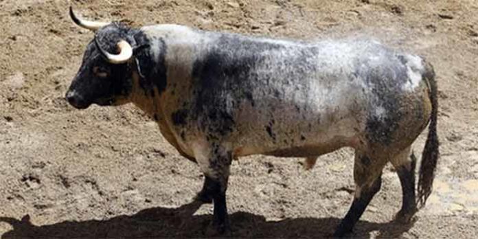 Toro de Juan Pedro Domecq que se lidiará esta tarde en Sevilla. (FOTO: lamaestranza.es)