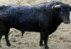 El toro número 70 de Montalvo, que lo lidiará Antonio Nazaré en cuarto lugar.