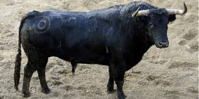 El toro número 70 de Montalvo, que lo lidiará Antonio Nazaré en cuarto lugar.