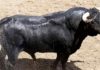 Uno de los toros de Victoriano del Río que se lidiará esta tarde.