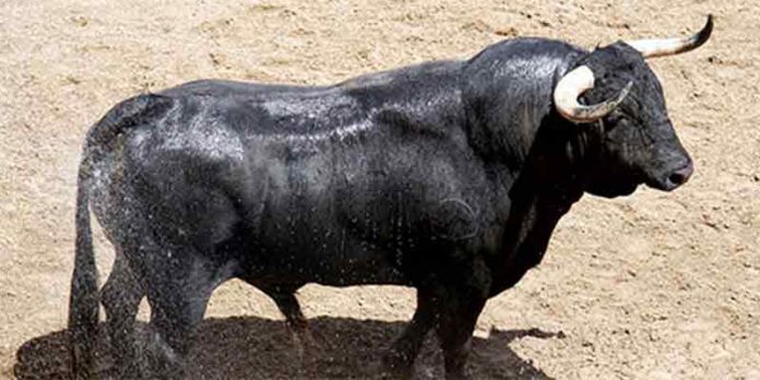 Uno de los toros de Victoriano del Río que se lidiará esta tarde.