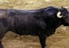 Uno de los toros de Victorino Martín que se lidiarán esta tarde en el cierre de la Feria de Abril.