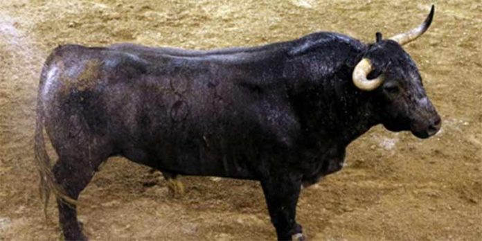 Uno de los toros de Victorino Martín que se lidiarán esta tarde en el cierre de la Feria de Abril.