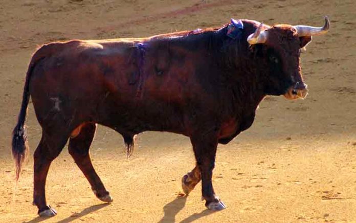 El toro 'Niñito', de El Pilar, premiado por la Tertulia 'Los 40'. (FOTO: Javier Martínez)