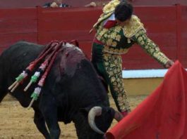 Morante, oreja en Badajoz Morante toreando hoy en Badajoz. (FOTO: Gallardo/badajoztaurina.com)
