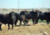 Toros de Guardiola en la finca sevillana de 'El Toruño'.