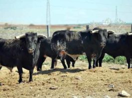 Toros de Guardiola en la finca sevillana de 'El Toruño'.