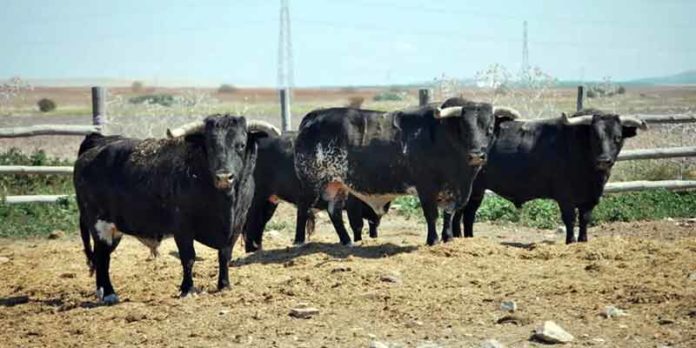 Toros de Guardiola en la finca sevillana de 'El Toruño'.