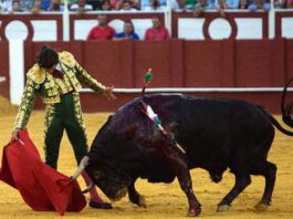 Morante triunfa en Málaga Excelente muletazo de Morante al quinto de la tarde hoy en Málaga. (FOTO: Santana de Yepes / mundotoro.com))