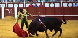 Excelente muletazo de Morante al quinto de la tarde hoy en Málaga. (FOTO: Santana de Yepes / mundotoro.com))