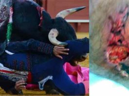 La cornada a Rafael Guerrero en la Maestranza y lel estado actual de la herida tras la grave complicación.