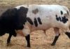 Uno de los toros de la ganadería de Jódar y Ruchena rechazados por los veterinarios nombrados por la Junta de Andalucía para Écija.