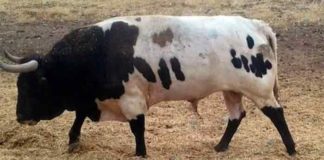 Uno de los toros de la ganadería de Jódar y Ruchena rechazados por los veterinarios nombrados por la Junta de Andalucía para Écija.