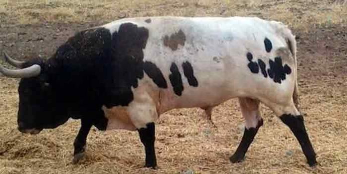 Uno de los toros de la ganadería de Jódar y Ruchena rechazados por los veterinarios nombrados por la Junta de Andalucía para Écija.