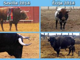 A la izquierda, dos toros aprobados y lidiados durante la Feria de Abril de este año en la Maestranza. A la derecha, dos toros rechazados en Écija, ya de vuelta en el campo. (FOTOS: Sevilla Taurina)