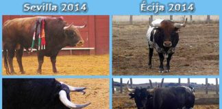 A la izquierda, dos toros aprobados y lidiados durante la Feria de Abril de este año en la Maestranza. A la derecha, dos toros rechazados en Écija, ya de vuelta en el campo. (FOTOS: Sevilla Taurina)