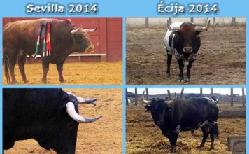 A la izquierda, dos toros aprobados y lidiados durante la Feria de Abril de este año en la Maestranza. A la derecha, dos toros rechazados en Écija, ya de vuelta en el campo. (FOTOS: Sevilla Taurina)
