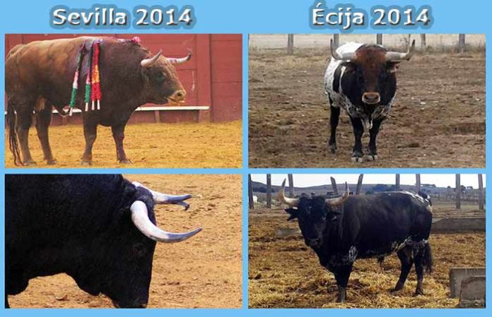 A la izquierda, dos toros aprobados y lidiados durante la Feria de Abril de este año en la Maestranza. A la derecha, dos toros rechazados en Écija, ya de vuelta en el campo. (FOTOS: Sevilla Taurina)