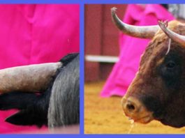 Detalle de dos de los toros lidiados en la Real Maestranza durante el pasado ciclo de San Miguel. (FOTOS: Javier Martínez)