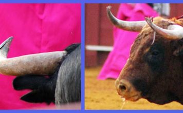 Detalle de dos de los toros lidiados en la Real Maestranza durante el pasado ciclo de San Miguel. (FOTOS: Javier Martínez)