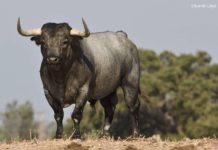 Un toro del hierro sevillano de Partido de Resina.