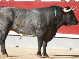 Un toro de la ganadería sevillana de Miura.