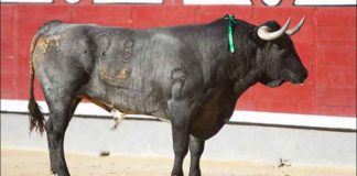 Un toro de la ganadería sevillana de Miura.