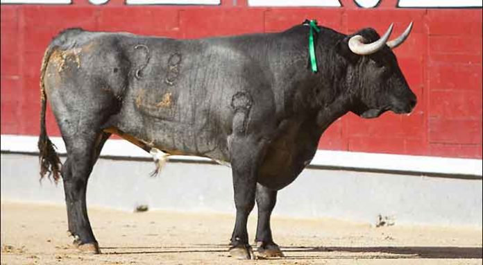 Un toro de la ganadería sevillana de Miura.