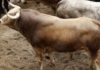 Toros de Cayetano Muñoz para lidiarse esta tarde en la Maestranza.