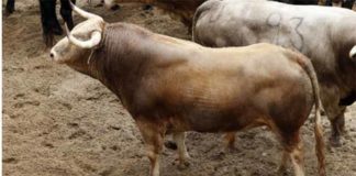 Toros de Cayetano Muñoz para lidiarse esta tarde en la Maestranza.