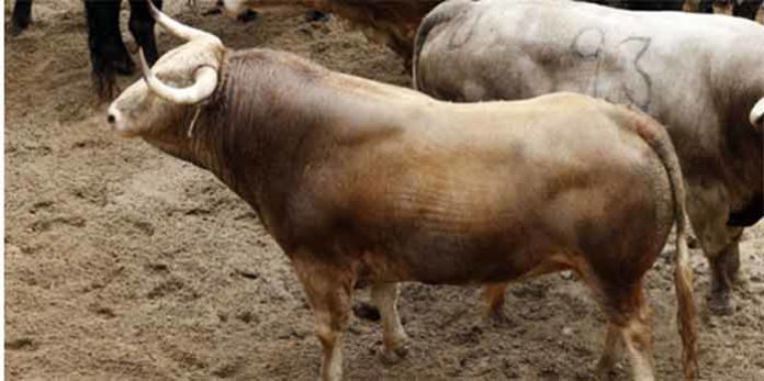 Toros de Cayetano Muñoz para lidiarse esta tarde en la Maestranza.