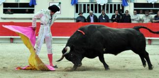 Miguel Ángel Delgado hoy en Saint Martín de Crau. (FOTO: Elsa Vielzeuf/Terres Taurines)