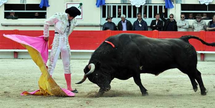 Miguel Ángel Delgado hoy en Saint Martín de Crau. (FOTO: Elsa Vielzeuf/Terres Taurines)