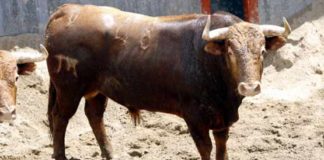 Primer toro de El Pilar para esta tarde, martes de farolillos.