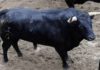 Uno de los toros de Fuente Ymbro que se lidiarán en la Maestranza esta tarde.