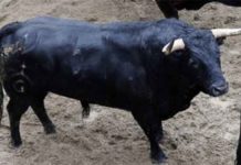 Uno de los toros de Fuente Ymbro que se lidiarán en la Maestranza esta tarde.