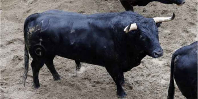 Uno de los toros de Fuente Ymbro que se lidiarán en la Maestranza esta tarde.