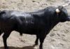 El primer toro de Parladé para lidiarse hoy miércoles en la Maestranza, el toro de la alternativa de José Garrido.