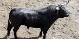 El primer toro de Parladé para lidiarse hoy miércoles en la Maestranza, el toro de la alternativa de José Garrido.