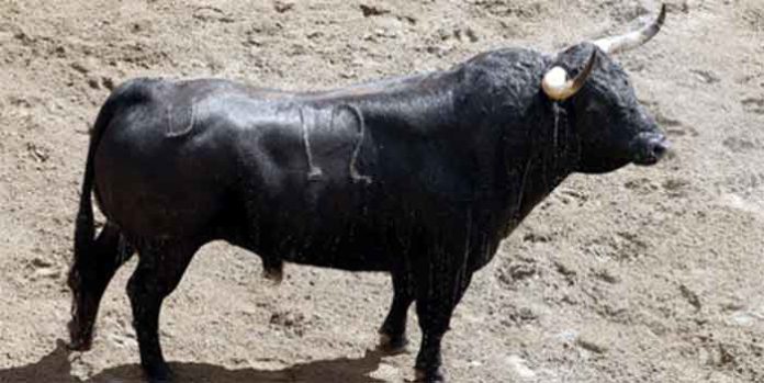 El primer toro de Parladé para lidiarse hoy miércoles en la Maestranza, el toro de la alternativa de José Garrido.