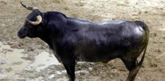 Uno de los toros de Miura que se lidiarán esta tarde en la Maestranza.