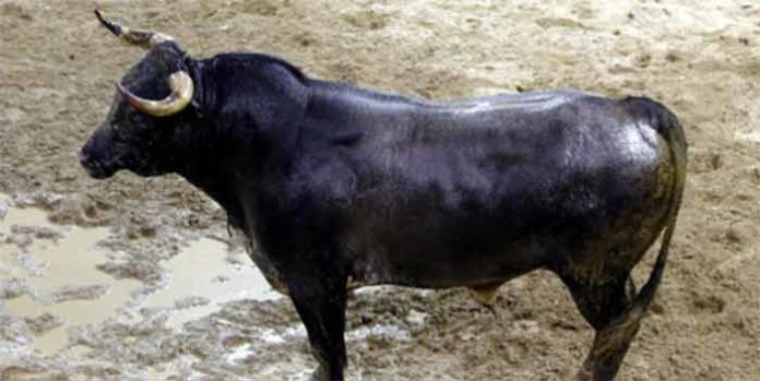 Uno de los toros de Miura que se lidiarán esta tarde en la Maestranza.